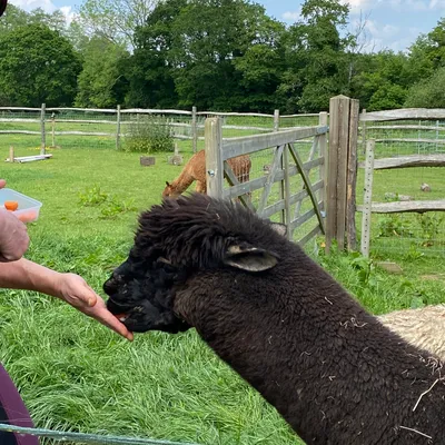 An alpaca being hand-fed at Elysian