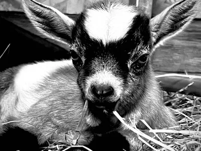 A goat kid lying in straw