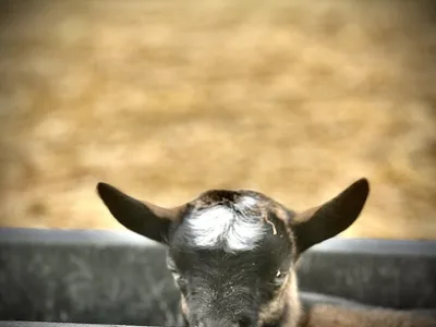 A goat kid peering over the edge of a feed trough
