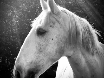A horse in black and white portrait, backlit under trees