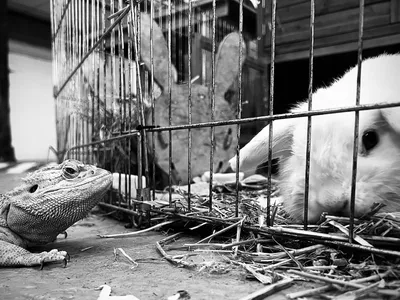 A bearded dragon and a rabbit sharing an enclosure