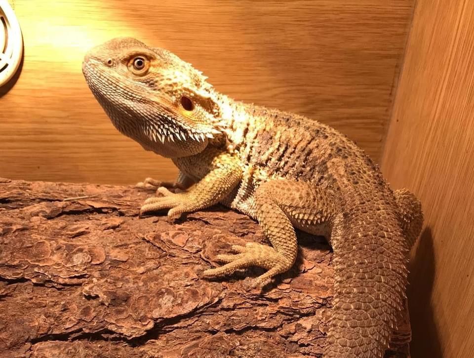 A bearded dragon, close up
