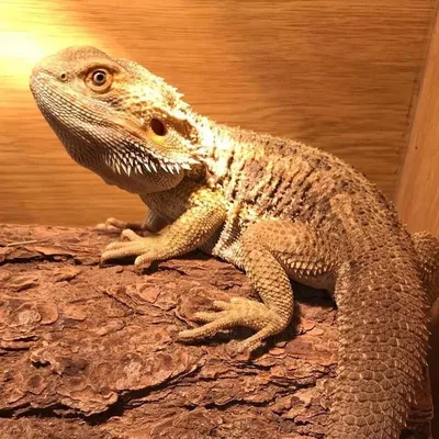 A bearded dragon at Elysian