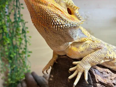 A bearded dragon on a log, looking upward