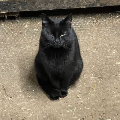 A cat at Elysian