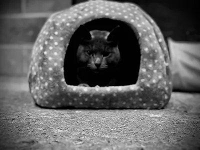 A cat peering out from inside a covered pet bed