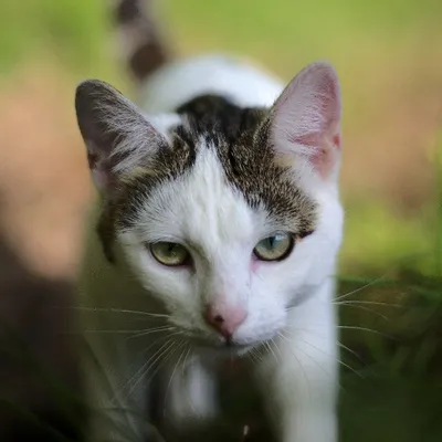 A cat at Elysian