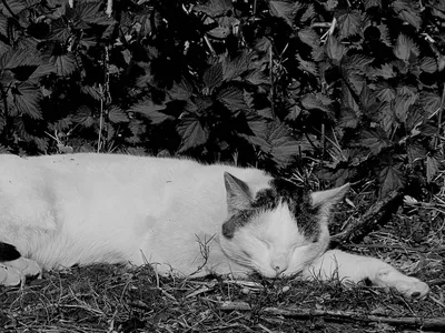 A cat asleep in long grass under a hedge