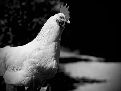 A chicken perched on a fence post