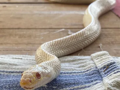 An albino corn snake on a wooden table