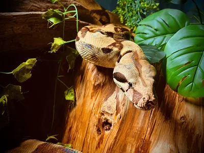 A boa constrictor coiled on a log among plants