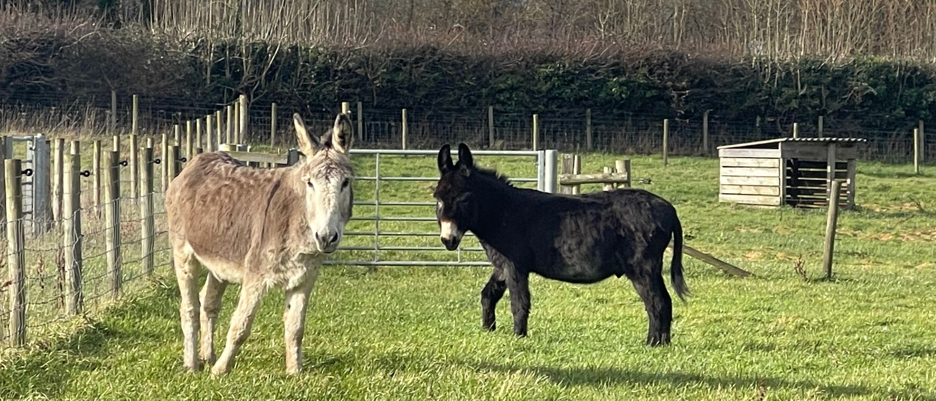Donkeys by a barn at Elysian, Shamley Green