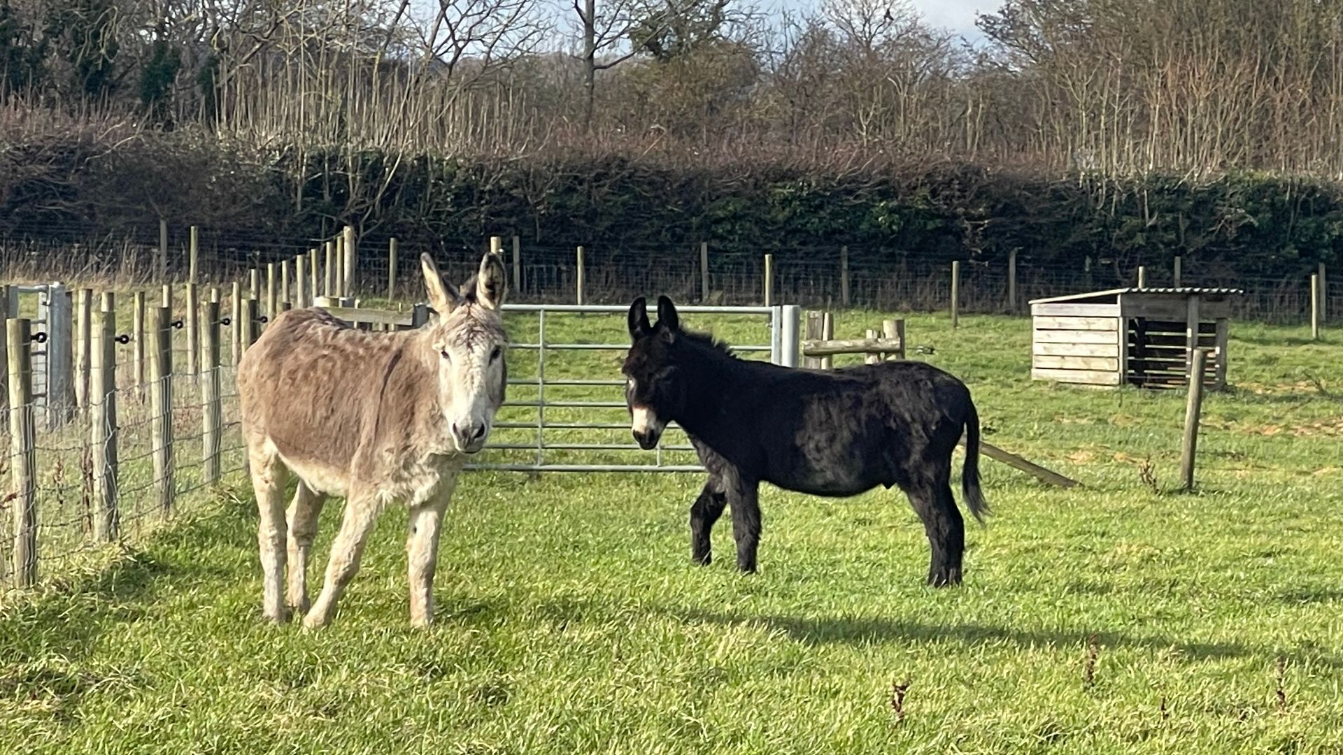 Donkeys by a barn at Elysian, Shamley Green
