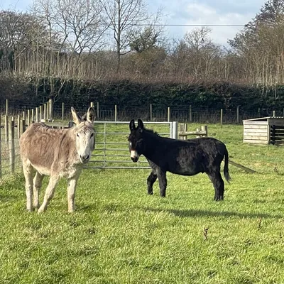 Donkeys at Elysian