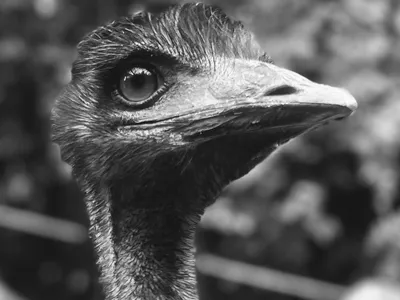 An emu's head and neck in close-up