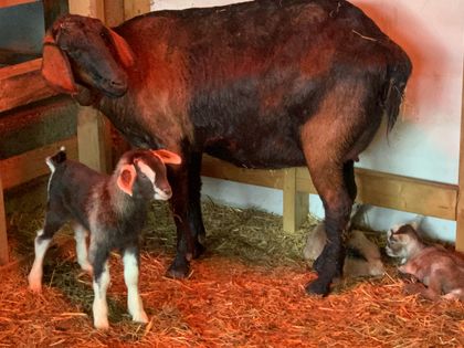 A ewe with her newborn lambs