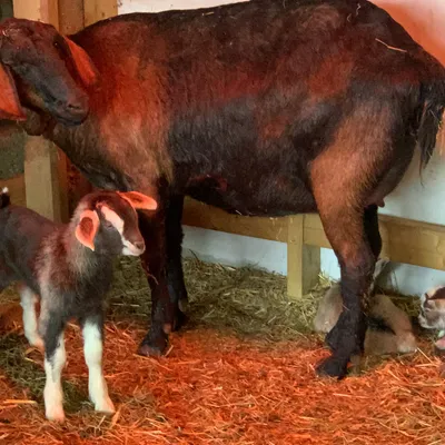 A ewe with newborn lambs at Elysian