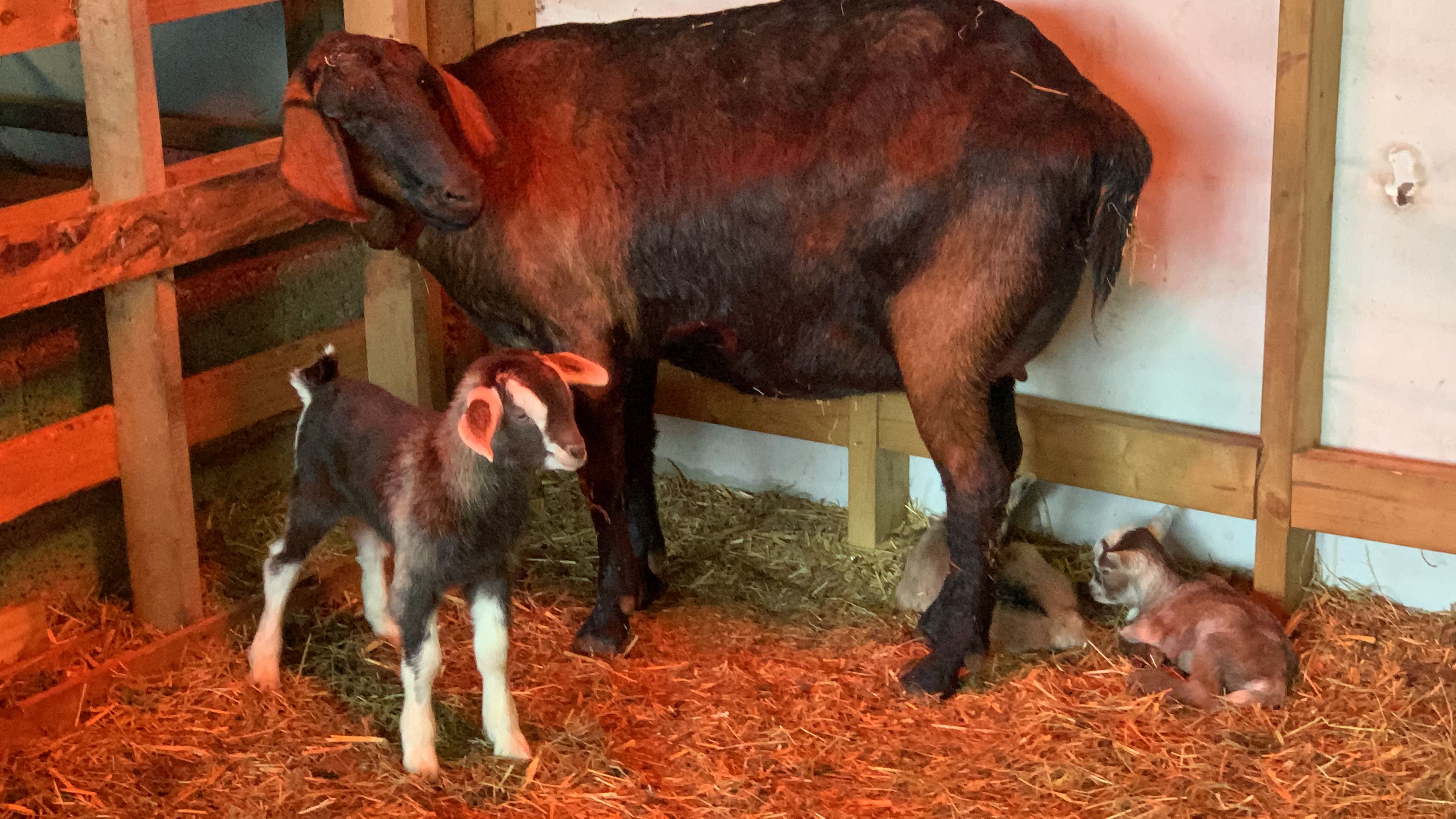 A ewe with her newborn lambs
