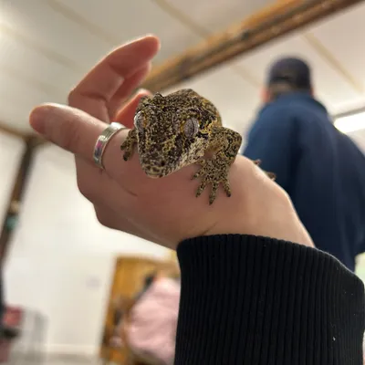 A gecko being held at Elysian
