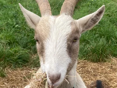 Animals at Elysian, Liss and Froxfield