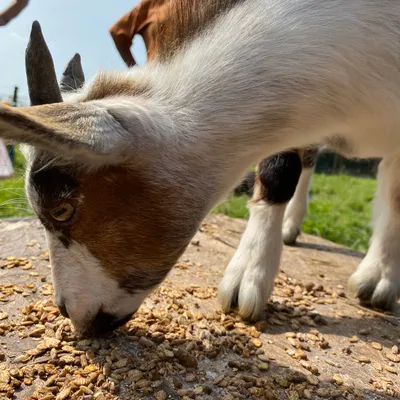 A goat at Elysian