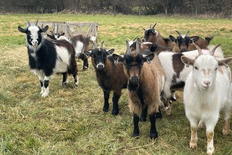 Animals at Elysian, Liss and Froxfield