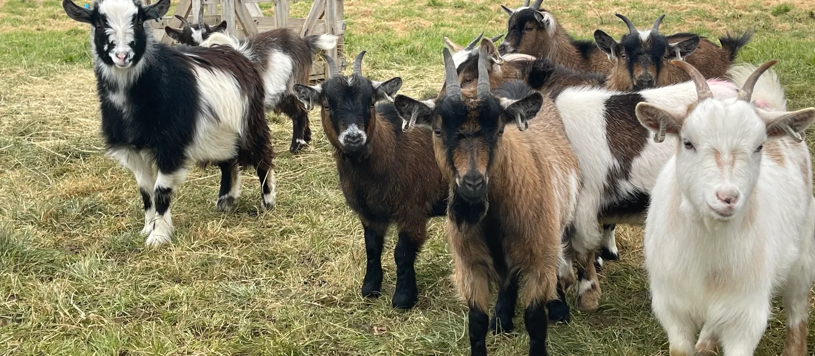 A herd of goats in a field at Liss and Froxfield
