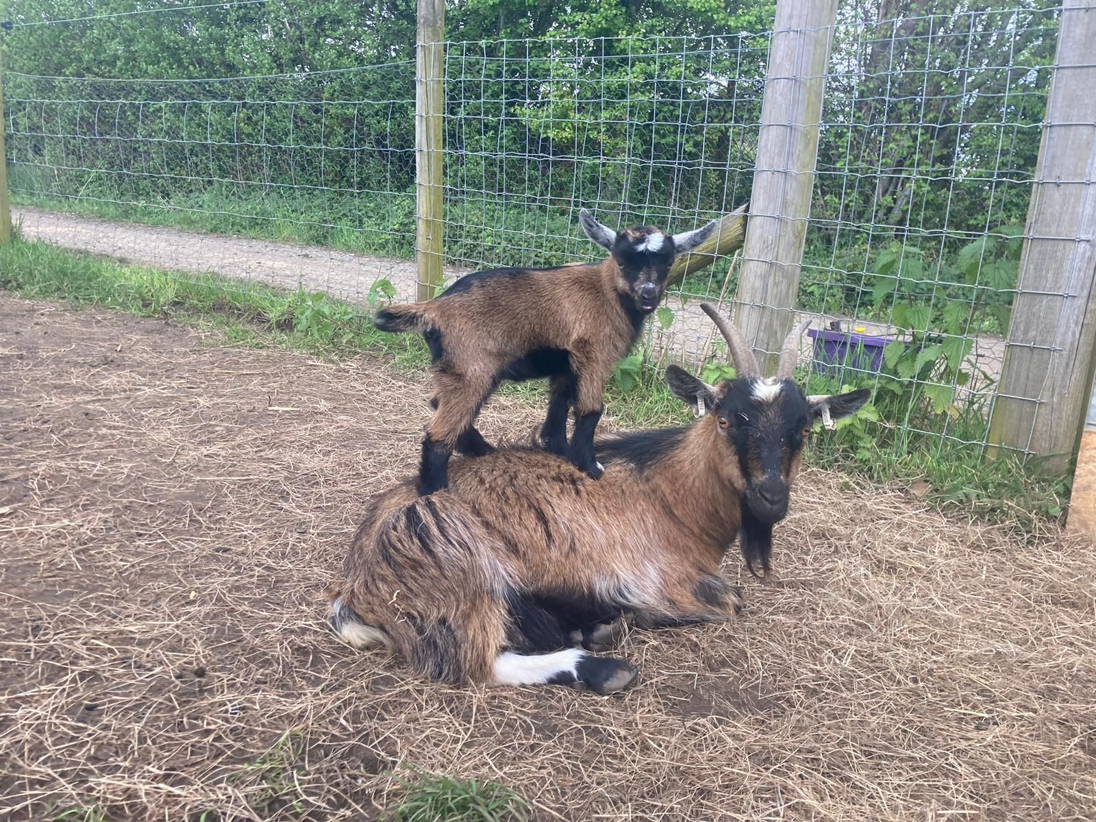 A young goat standing on an adult goat