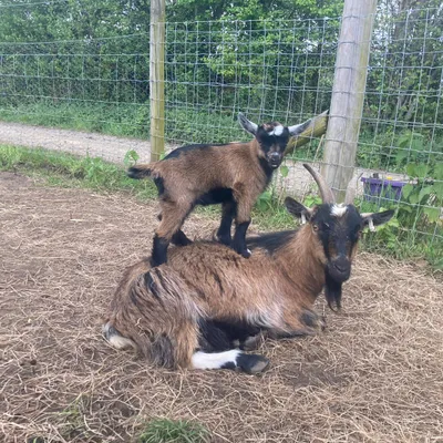 A young goat standing on an adult goat at Elysian