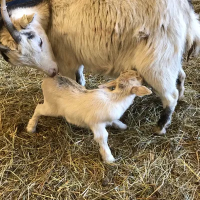A goat with her kid at Elysian
