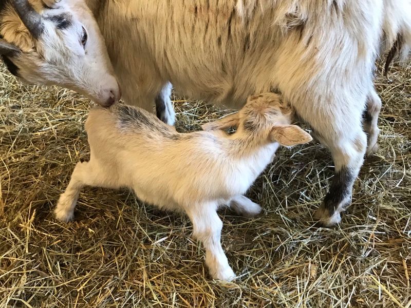 A young goat nursing from an adult goat