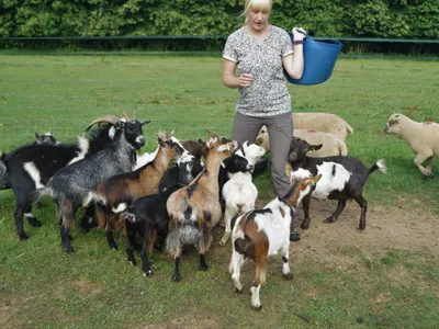 Animals at Elysian, West Horsley