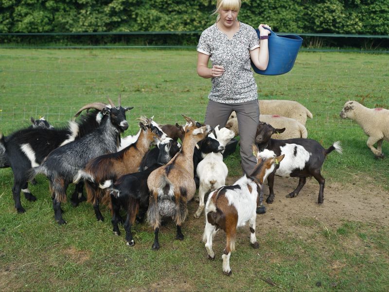 Goats grazing at Elysian, West Horsley