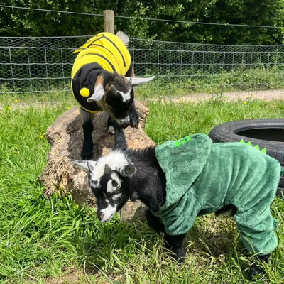 Two goats at Elysian dressed up for enrichment