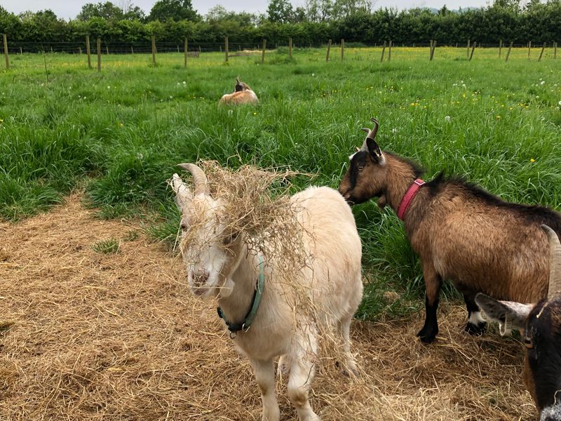 Goats in a field at Elysian, West Horsley