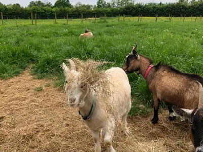 Animals at Elysian, West Horsley