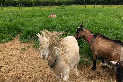 Animals at Elysian, West Horsley