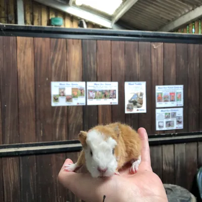 A guinea pig being held at Elysian