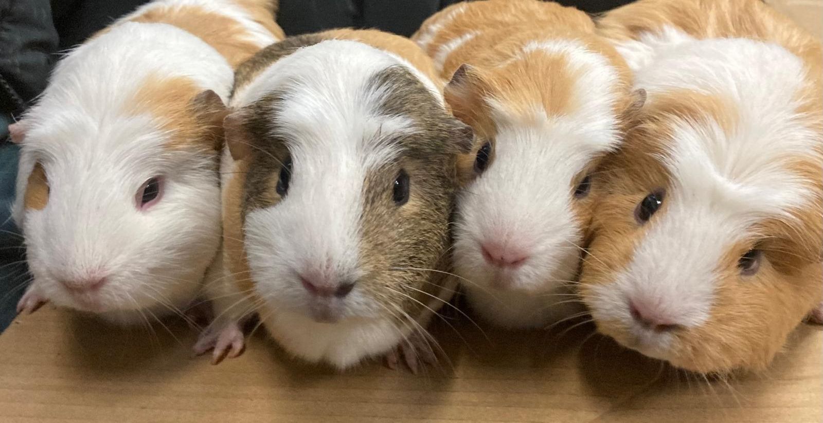 Four guinea pigs sitting side by side, looking at the camera