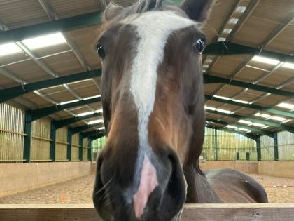 A horse close up in an indoor arena