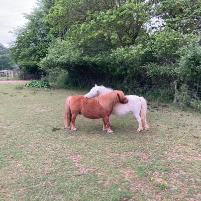 A horse at Elysian