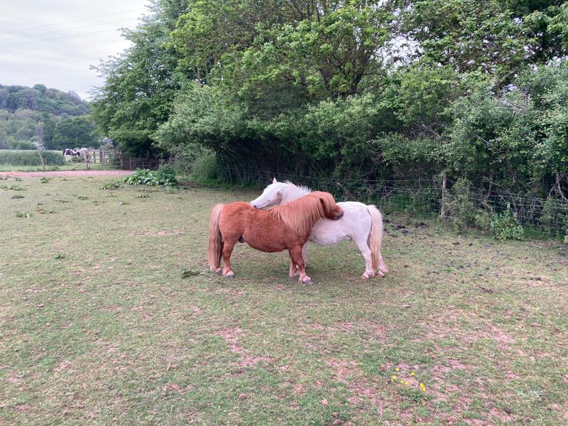 Two Shetland ponies resting their heads together in a field at Elysian, Shamley Green