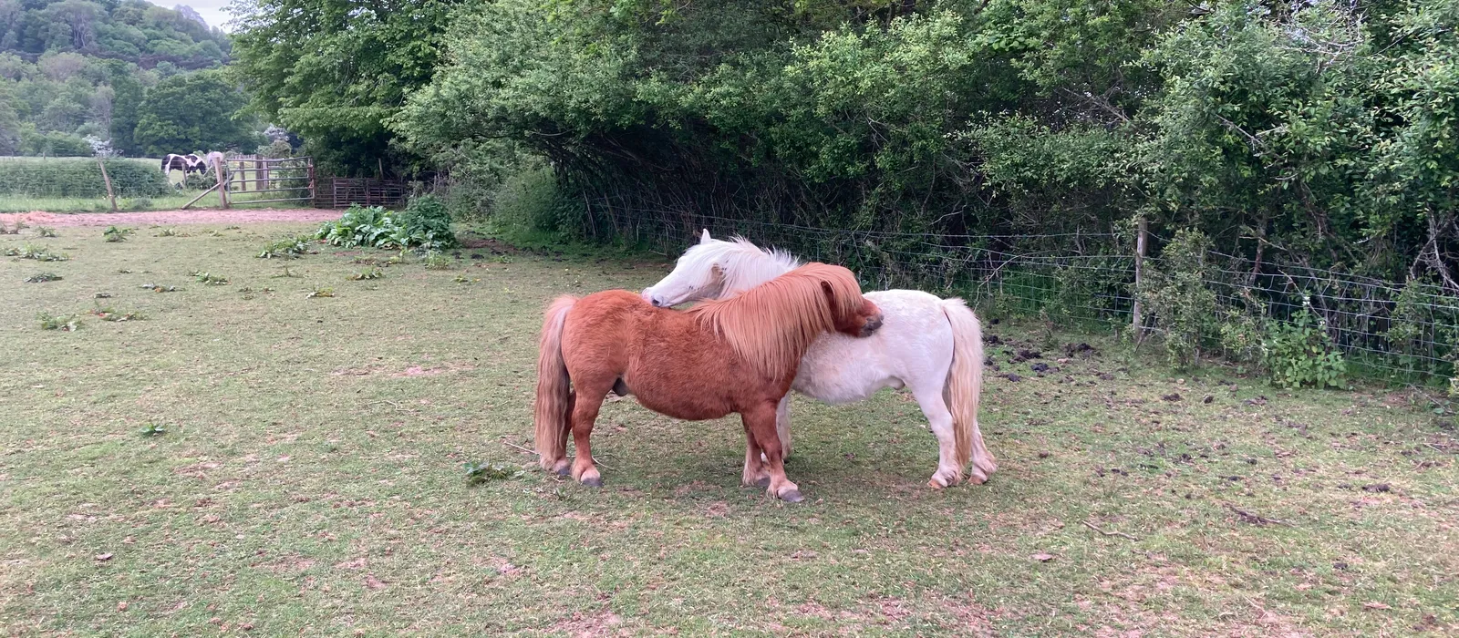 Two Shetland ponies resting their heads together in a field at Elysian, Shamley Green