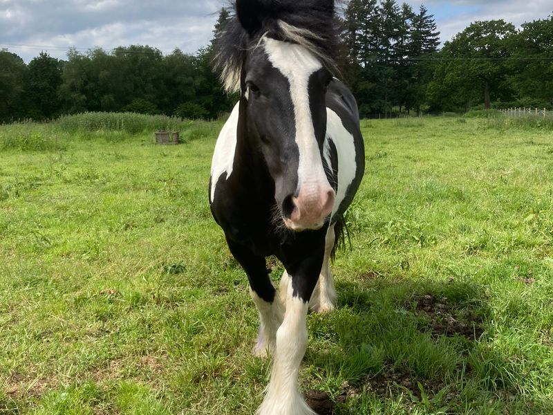 A horse in a field at Elysian, Shamley Green