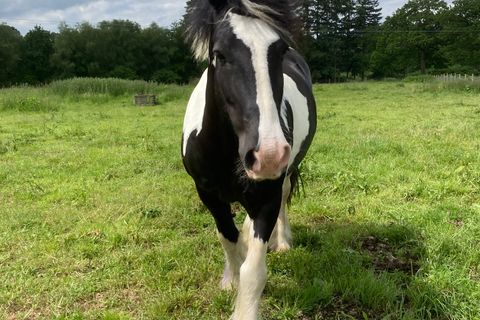 Animals at Elysian, Shamley Green