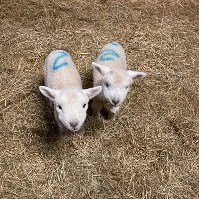 Lambs at Elysian