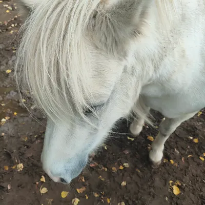 A pony at Elysian