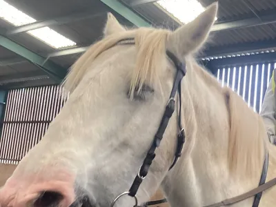 A pale-coloured pony indoors, mouth open and tongue out, a handler visible in the background