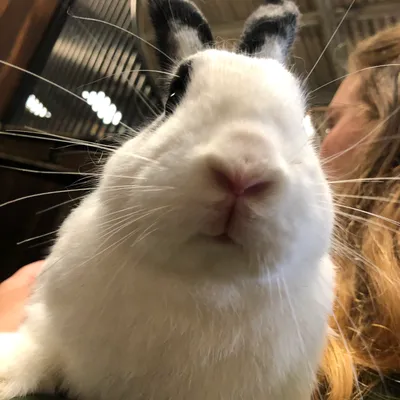 A rabbit at Elysian