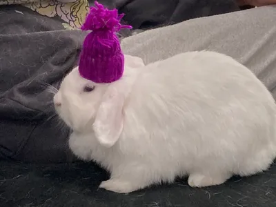 A white rabbit wearing a small purple knitted hat, held on someone's lap